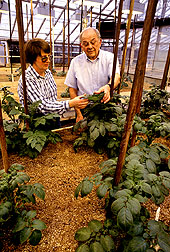 Haynes and Goth examine blight-resistant plants
