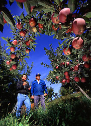 Scientist and orchard manager in IPM area