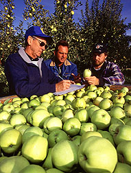 Checking harvested Green Delicious apples
