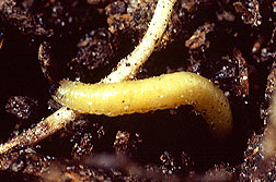 Corn rootworm larva