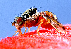 Medfly feeding on a cotton wick 