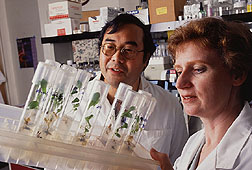 Plant physiologist Katrina Cornish and associate Christopher Mau examine guayule plantlets that they have genetically engineered.