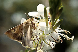 A corn earworm moth sips nectar from a night-blooming Gaura plant. Click here for full photo caption.