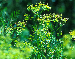 Leafy spurge: Click here for caption.