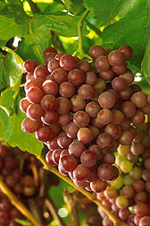 Grapes on a vine: Click here for full photo caption.