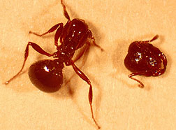 A decapitated fire ant: Click here for full photo caption.