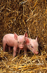 Two newborn piglets: Click here for full photo caption.