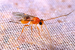 A fruit fly parasitoid: Click here for full photo caption.