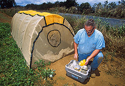 Areawide site coordinator services bait traps: Click here for full photo caption.