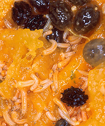 Fruit fly larvae in papaya: Click here for caption.