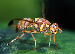 A melon fly: Click here for full photo caption.
