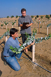 Technician and field worker count glassy-winged sharpshooters: Click here for full photo caption.