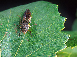 Glassy-winged sharpshooter on a grape leaf: Click here for caption.