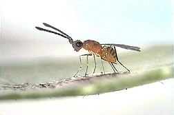 A parasitic wasp lays its eggs: Click here for full photo caption.
