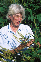 Mycologist examines giant ragweed: Click here for full photo caption.