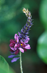 Flowering kudzu: Click here for full photo caption.