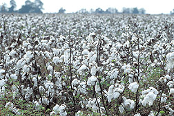 Cotton crop: Click here for full photo caption.