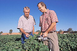 Technician and plant physiologist measure photosynthesis in cotton field: Click here for full photo caption.