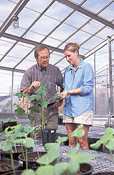 Plant physiologist and technician inspect a cotton plant: Click here for full photo caption.
