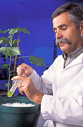 Plant physiologist prepares an extract from a cotton leaf: Click here for full photo caption.