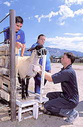 Veterinarian draws blood from sheep: Click here for full photo caption.