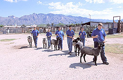 Students lead sheep from their pens: Click here for full photo caption.