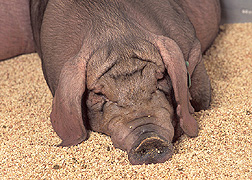 Meishan pig: Click here for photo caption.