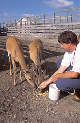 Veterinarian feeds deer: Click here for full photo caption.