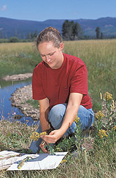 Technician collects plant specimens: Click here for full photo caption.