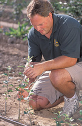Biologist trains a recently grafted apply into a single shoot: Click here for full photo caption.