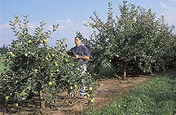 The director of the apple rootstock breeding project in Geneva, New York, evaluates trees developed from different rootstocks: Click here for full photo caption.