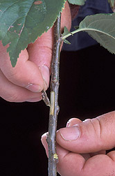 A chip bud is being joined to the rootstock: Click here for full photo caption.