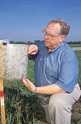 Entomologist examines an Alsynite sticky trap: Click here for full photo caption.