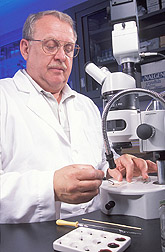 Entomologist prepares to dissect a female adult stable fly: Click here for full photo caption.