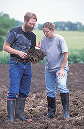 Entomologist and technician look for stable fly larvae in residue: Click here for full photo caption.
