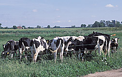 Holstein heifers bunching in reponse to feeding stable flies: Click here for full photo caption.