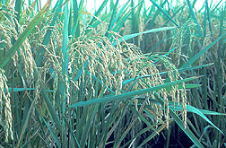 ARS-developed rice variety, called Lemont: Click here for full photo caption.