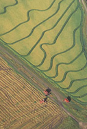 Rice being harvested in a field: Click here for full photo caption.