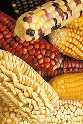 Maize specimens from Latin America: Click here for full photo caption.