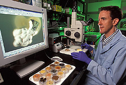 Entomologist examines a fungal and bacterial endophyte: Click here for full photo caption.