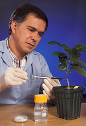 Postdoctoral scientist injects stem of a coffee seedling: Click here for full photo caption.