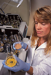 Technician examines a liquid culture of fungal endophytes: Click here for full photo caption.