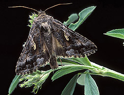 An adult moth of the alfalfa looper on an alfalfa plant: Click here for photo caption.