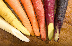 Cross-sections of highly pigmented carrots: Click here for photo caption.