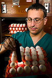 Veterinary medical officer candles embryonic chicken eggs to look for signs of life: Click here for full photo caption.