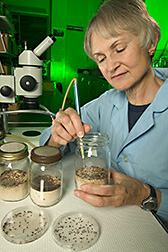 Technician uses a suction probe to remove flour beetles from a rearing jar containing flour: Click here for full photo caption.