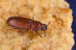 Normal red flour beetle with black eyes: Click here for full photo caption.