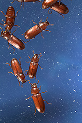 Red flour beetles that have white or clear eyes rather than the typical black color: Click here for full photo caption.