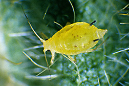Close-up of a soybean aphid: Click here for photo caption.