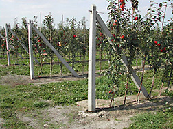 Apple variety trials from the apple breeding program at the Institute of Pomology and Floriculture, Skierniewice, Poland: Click here for photo caption.